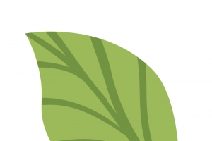 卡通简笔画绿叶高清PNG透明免抠设计素材免费下载