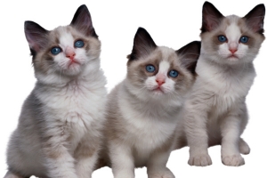 三只小猫
