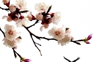 梅花图素材