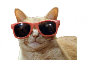 带着眼镜的橘猫