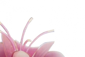 女王节 百合花