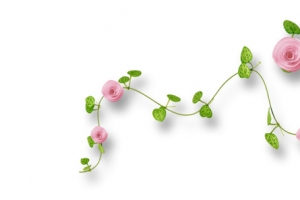 蔷薇花