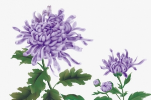 紫色菊花工笔画素材