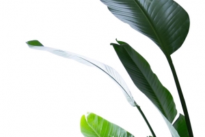 绿色热带树叶植物