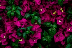 花 灌木 树叶 粉红色 4k壁纸 3840x2160