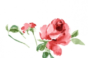 彩绘月季花