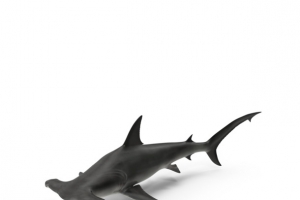 海洋生物之鲨鱼