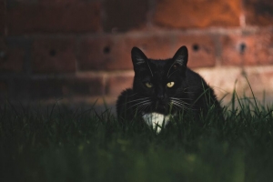 猫 黑色 一瞥 宠物 草 4k壁纸 3840x2160
