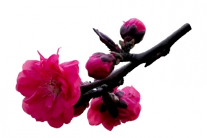 冬天红色梅花png素材