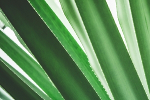 热带植物特写 简约背景3440x1440壁纸
