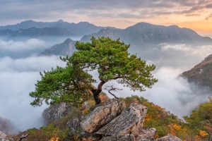 黄山景区迎客松