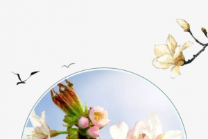 春分花朵节日图片