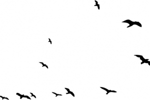 黑色梦想放飞飞鸟