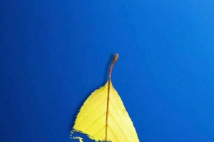 树叶中的小鹿