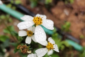 风雨后的小花
