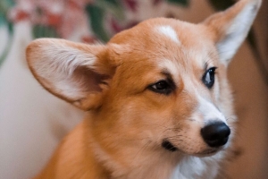 威尔士柯基犬 狗 棕色 白色 宠物 4k壁纸 3840x2160