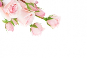 粉色玫瑰花