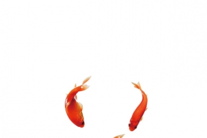 金鱼