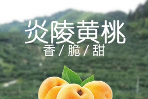 炎陵黄桃。。
