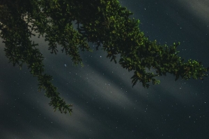 树枝 星空 星星 夜间 4k壁纸 3840x2160