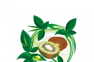 猕猴桃矢量素材