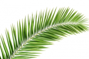 植物夏天沙滩海边棕叶