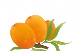 沙棘果沙棘果实免扣