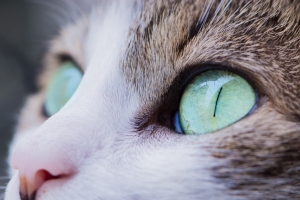 动物 动物摄影 猫 眼睛 4K图片