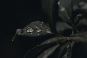 树叶 水滴 露水 植物 深色 宏观 4k壁纸 3840x2160