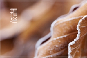 传统二十四节气霜降树叶黄色banner