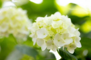 紫阳花4k壁纸