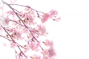 春天里的手绘樱花