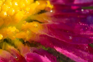 滴 水 花 花瓣 模糊 宏观 4k壁纸 3840x2160