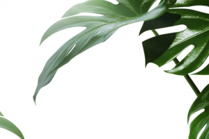 绿植装饰物品
