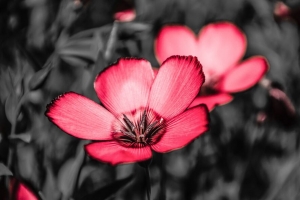 花 粉红色 花瓣 对比 4k壁纸 3840x2160