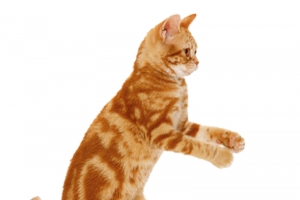 站立的猫