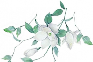 手绘绿叶白花