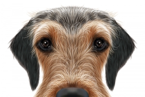 卡通手绘逼真精致矢量狗头高清PNG透明动物设计素材免费下载