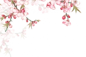 海报banner 樱花春节浪漫