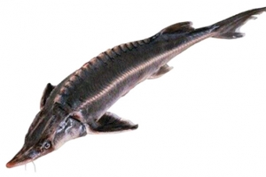 中华鲟 水产 淡水鱼 水产品