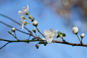 花 花瓣 绽放 春天 4k壁纸 3840x2160