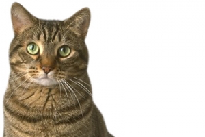 可爱猫咪素材