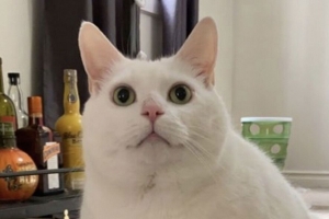 国王灌篮 肥猫 猫 一瞥 宠物 4k壁纸 3840x2160