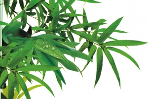 绿色清新竹叶风景清晨