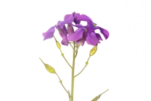 藏红花花枝