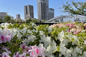 花 花坛 城市 建筑 4k壁纸 3840x2160
