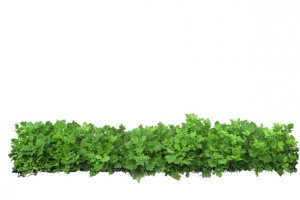 绿色植物小草