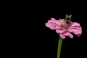 大黄蜂 花 花瓣 粉红色 黑色背景 4k壁纸 3840x2160