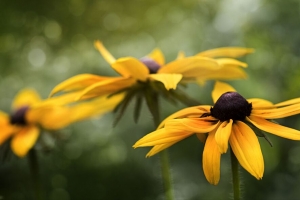  rudbeckia 花 花瓣 模糊 微距 黄色 4k壁纸 3840x2160