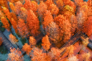 红色落羽杉 秋季风景4K壁纸3840x2160